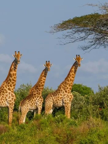 iSimangaliso Wetland Park
