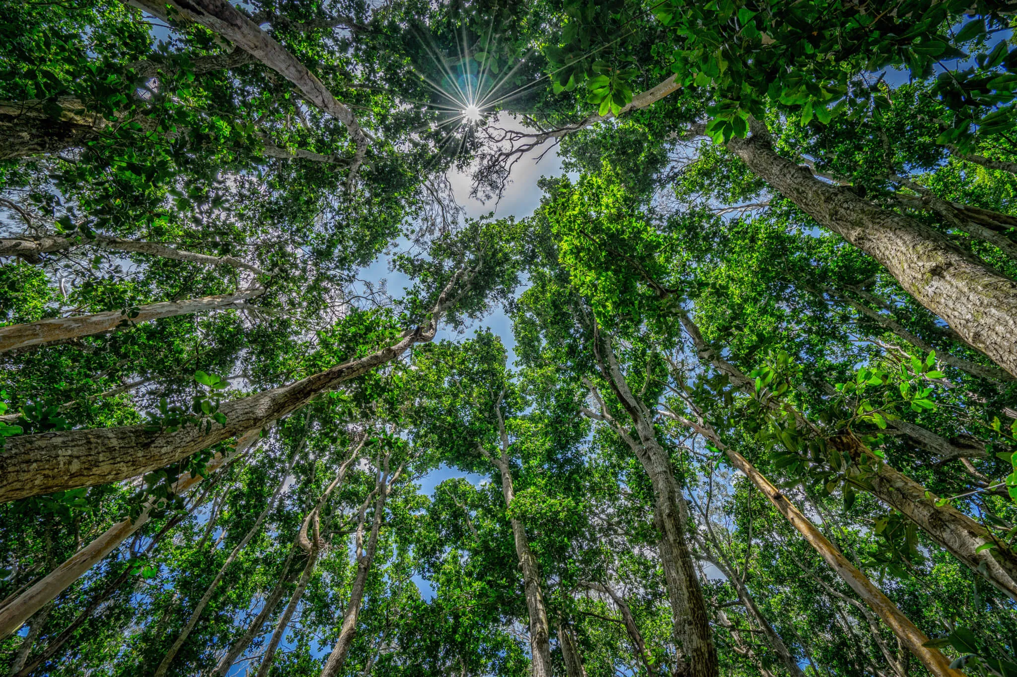 We Plant Trees. Together, Planting a Forest