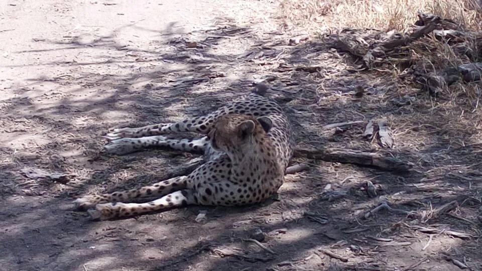 leopards in Tanzania safari