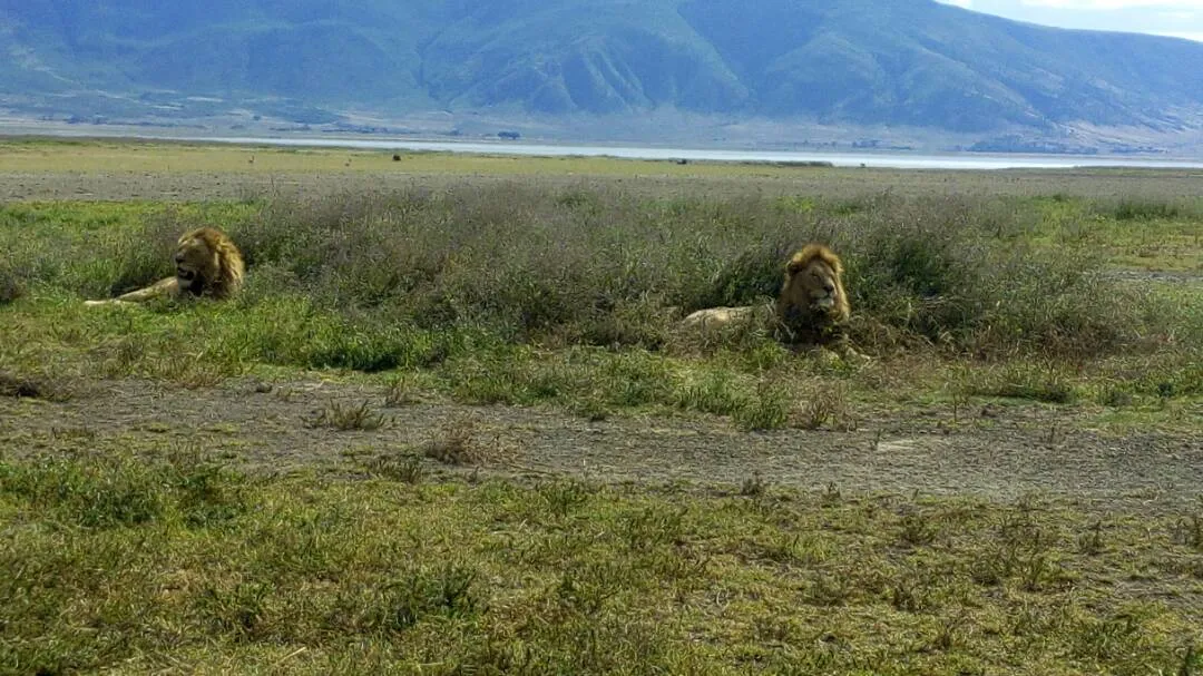 Lion resting under acacia tree during amazing safaris in June