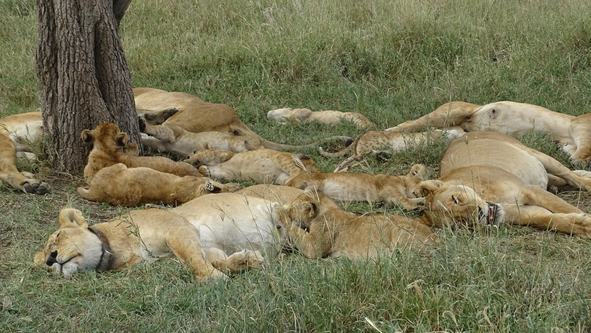 Lion resting under acacia tree during amazing safaris in June