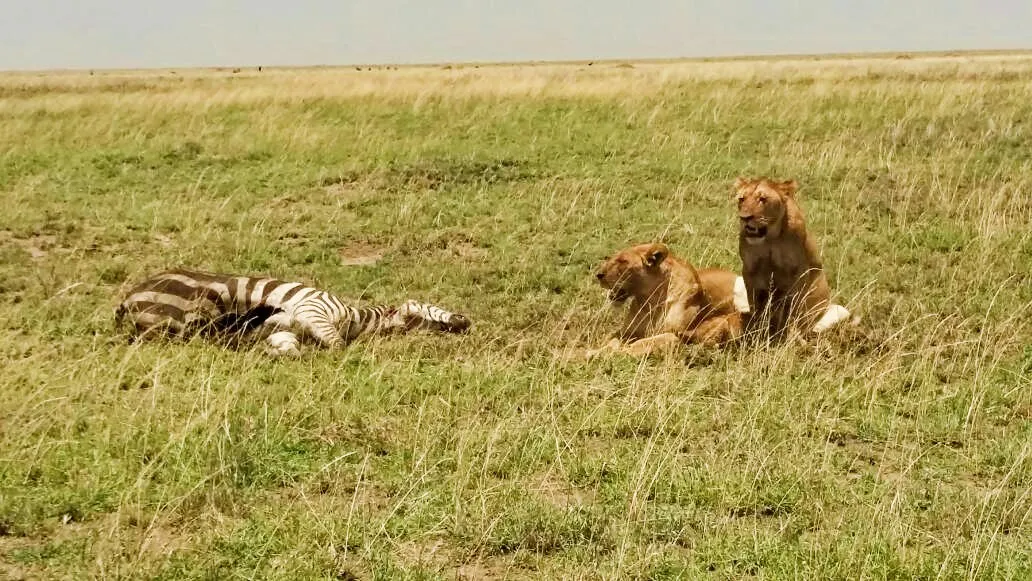 Serengeti National Park Wilds