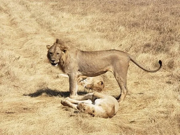 Best Safari Experience in Tanzania 10