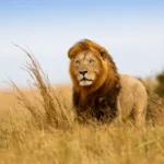 The Best Safaris from Mombasa