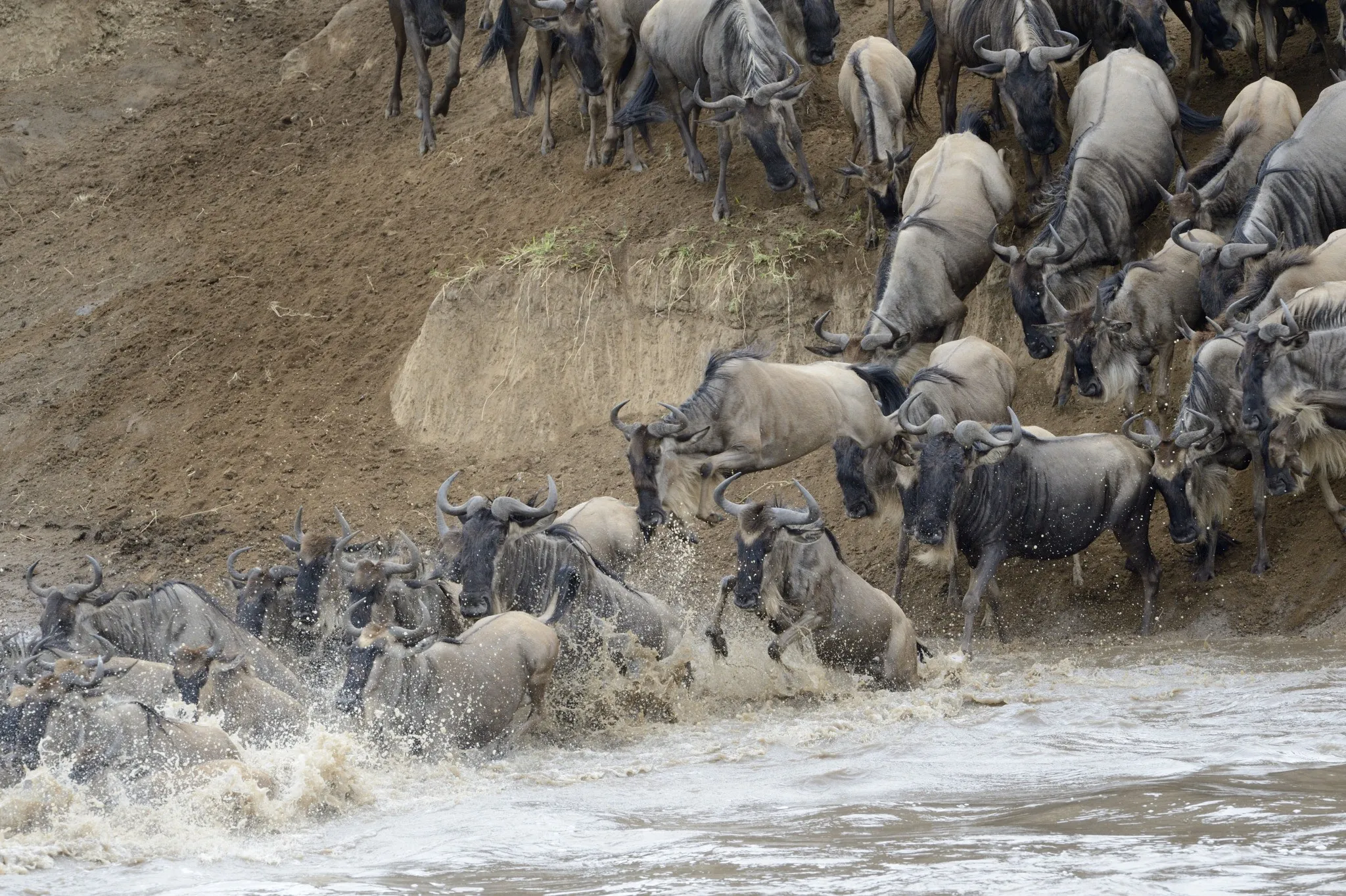 migration-wildebeest