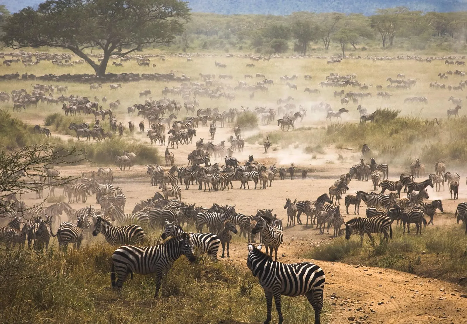 great migration kenya