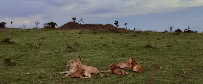 Ngorongoro Crater Safaris – The Ultimate Big Five Experience in Tanzania