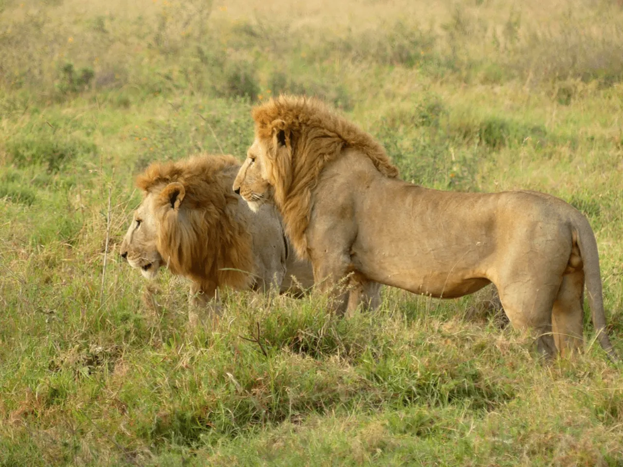 Ngorongoro Crater Wilds