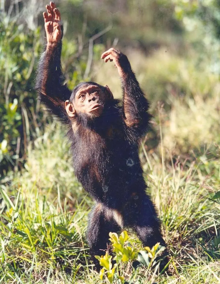 ol peyeta chimpanzee