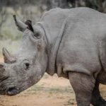 Rhinos and Lions in the Serengeti