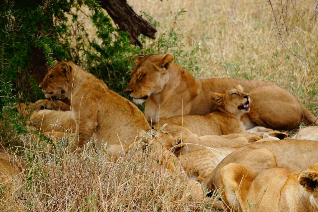 Wildlife in Serengeti