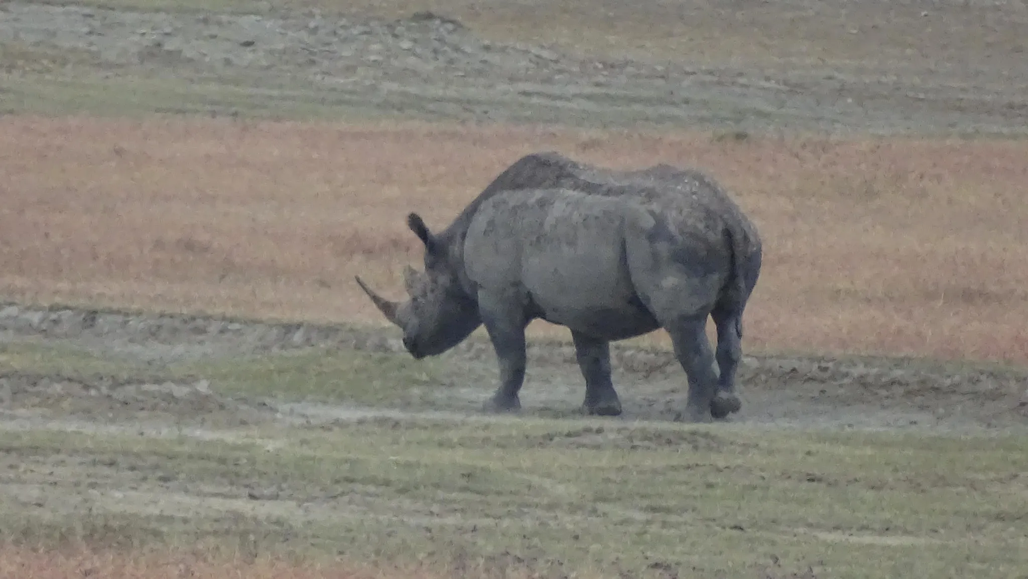 black rhino ngorongoro