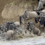 Group Tour Safari – The Great Migration River Crossing – in the Serengeti