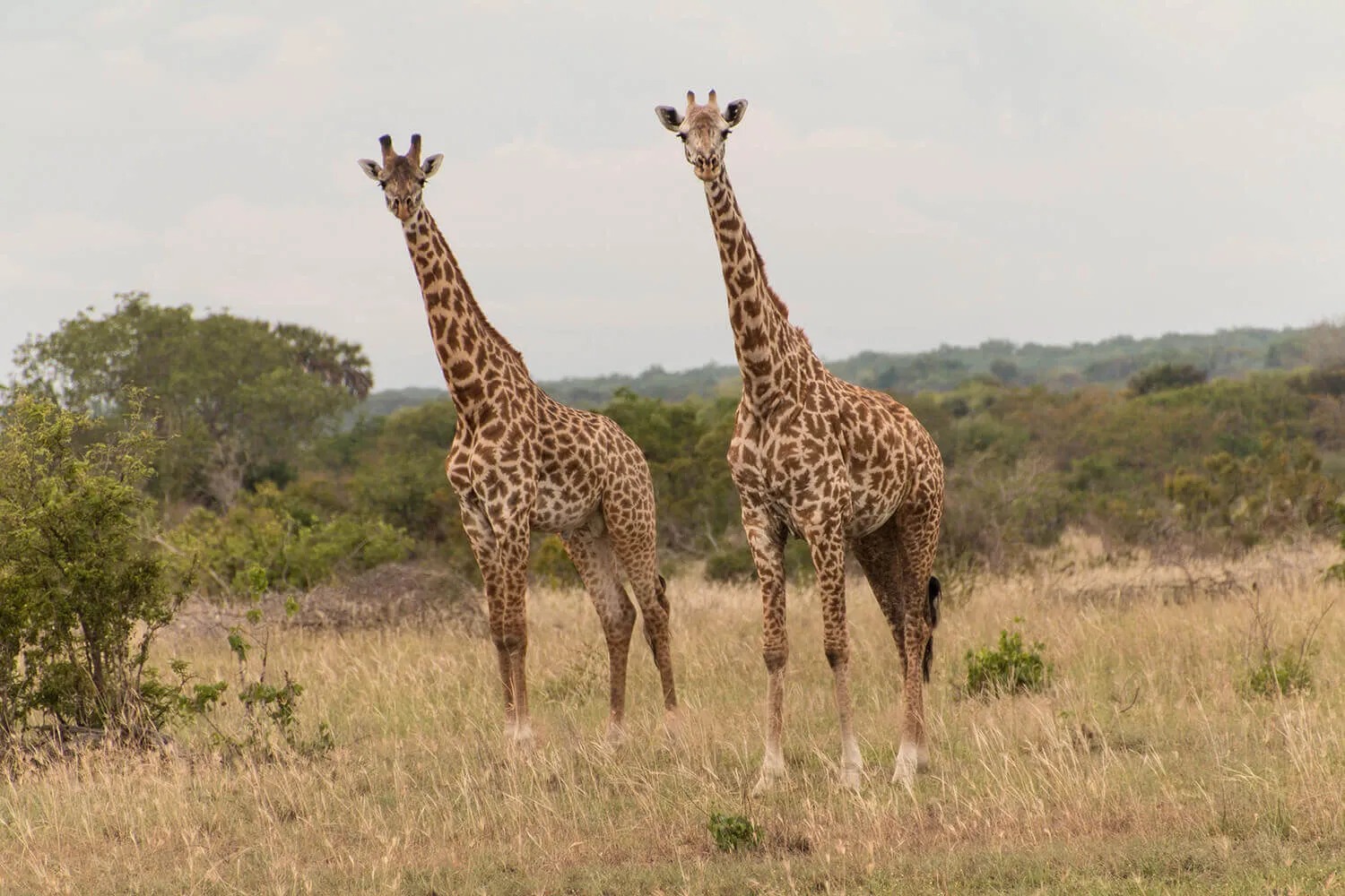 giraffe in saadani national park