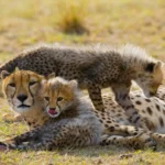 A Tanzania Safari Adventure
