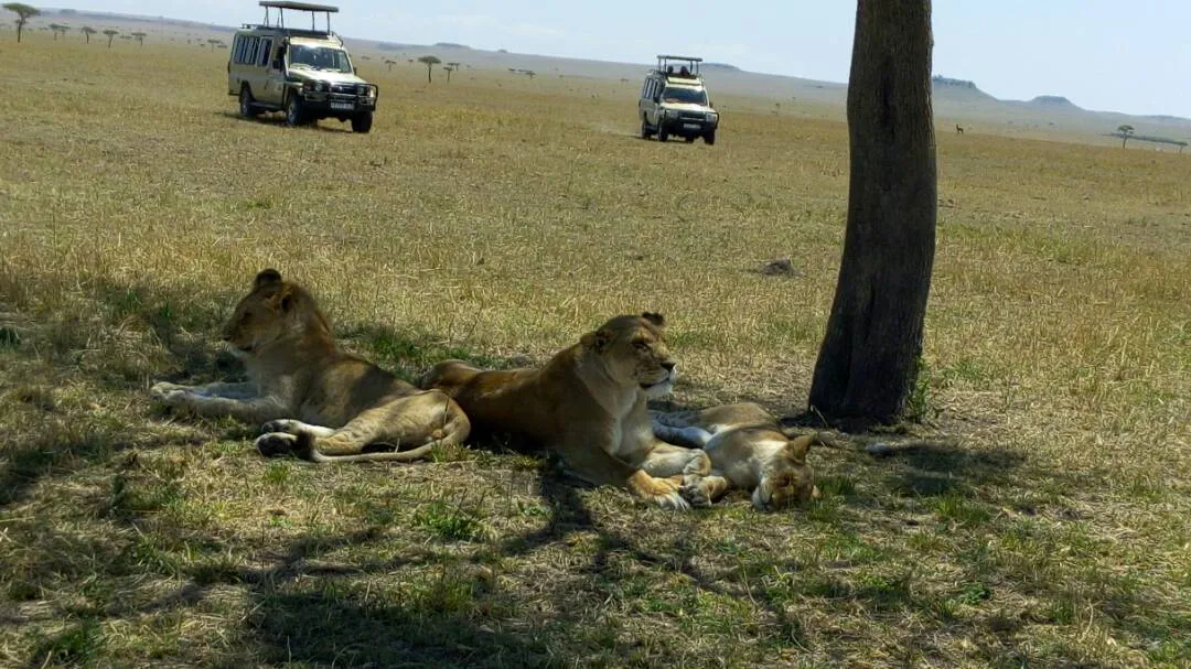 lions in africa