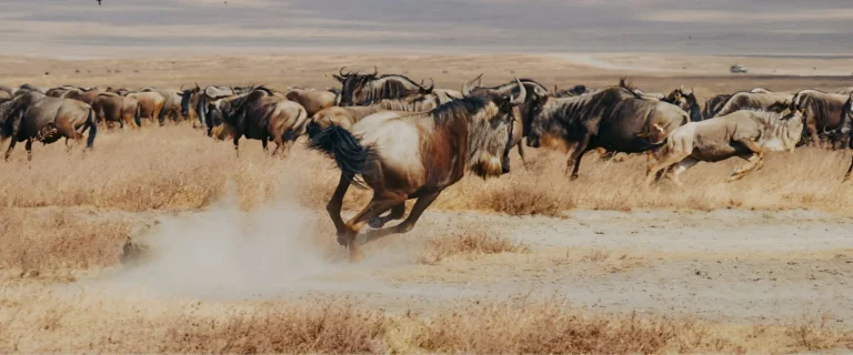 Serengeti Safari 2026-27 – Your Complete Guide to the Great Migration