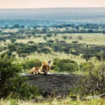 How to Plan The Ultimate Lion Safari