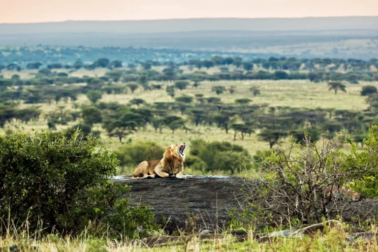 How to Plan The Ultimate Lion Safari