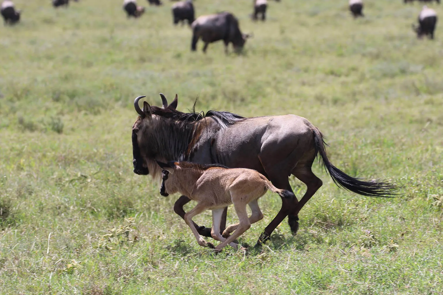great migration 