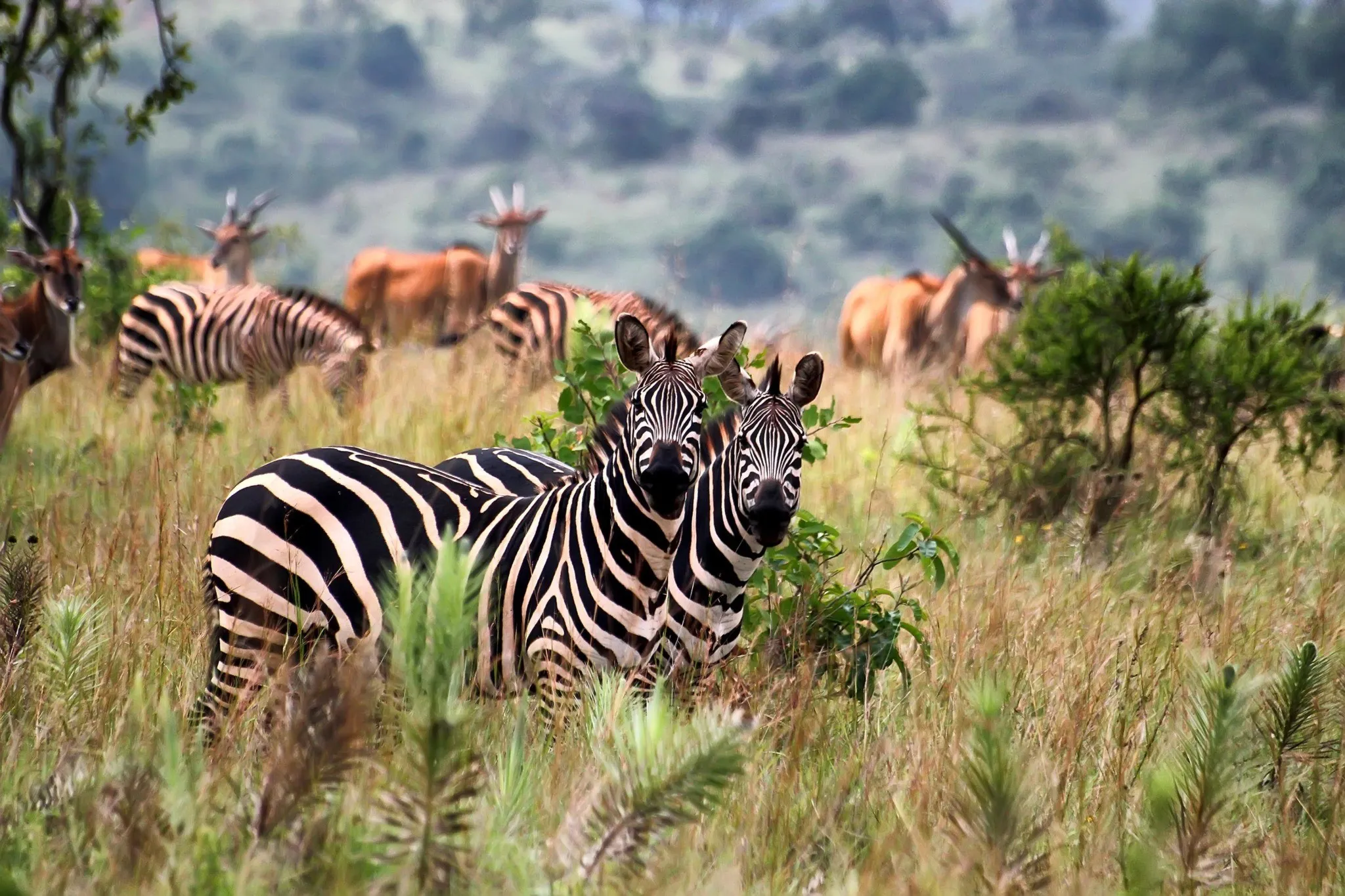 Akagera National Park 