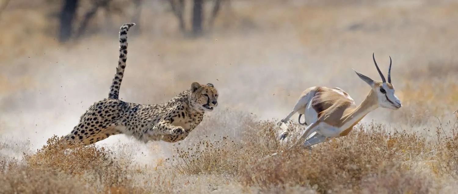 Cheetah at Namibia Etosha National Park