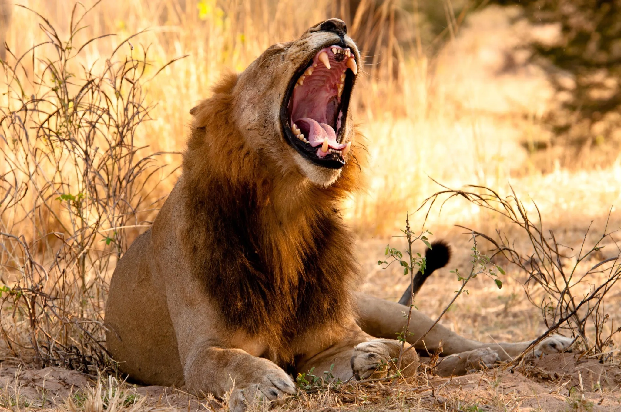 lion in Tanzania Safari Destinations