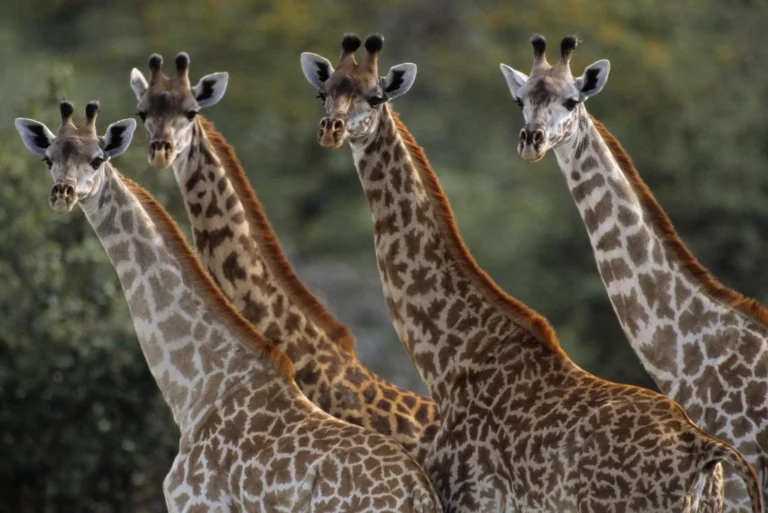Girrafe (Giraffa camelopardus)