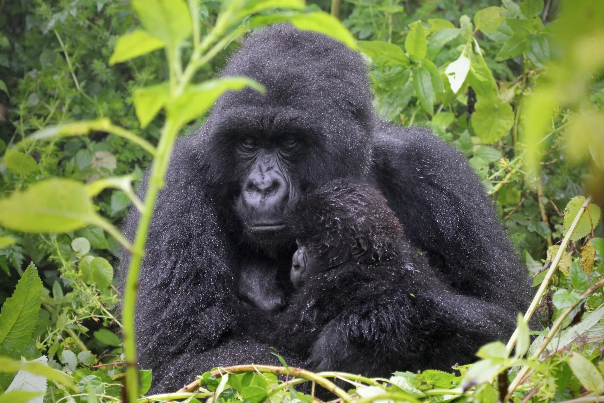 mother gorilla