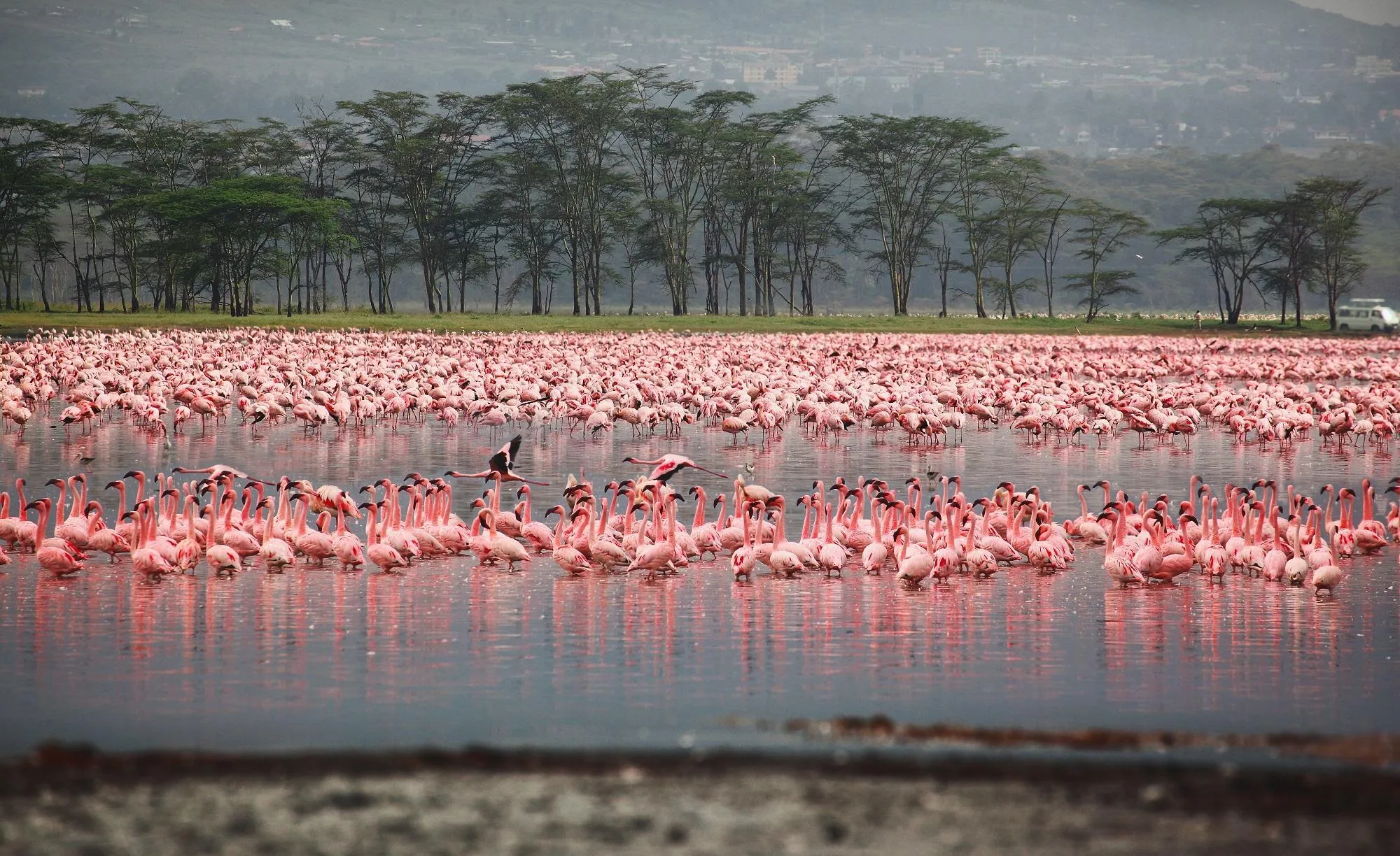 Flocks of flamingo. Africa. Kenya. Lake Nakuru