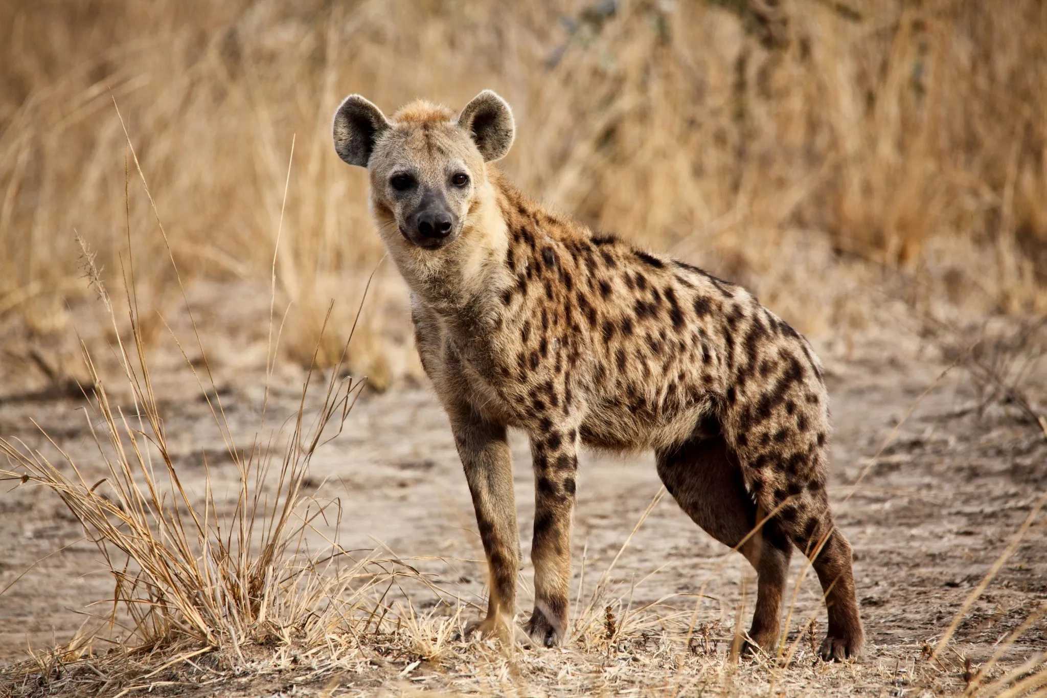 Spotted hyena standing alert in dry savannah grassland during a Lion King Safari.