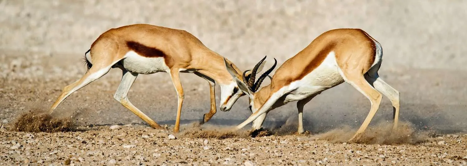 Namibia Etosha National Park