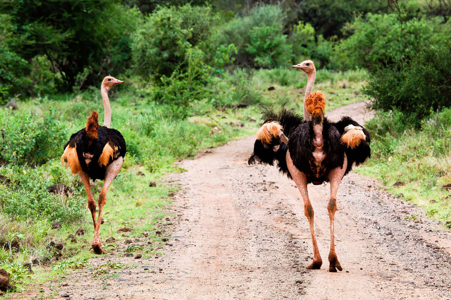 Tsavo National Park
