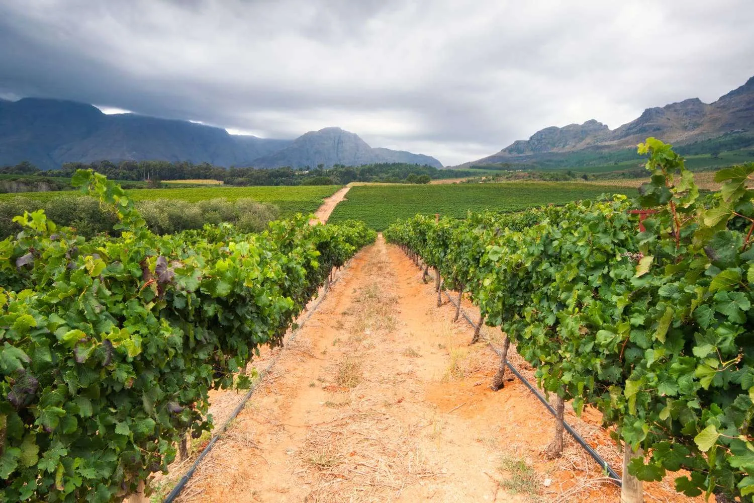 South Africa The Winelands South Africa The Winelands