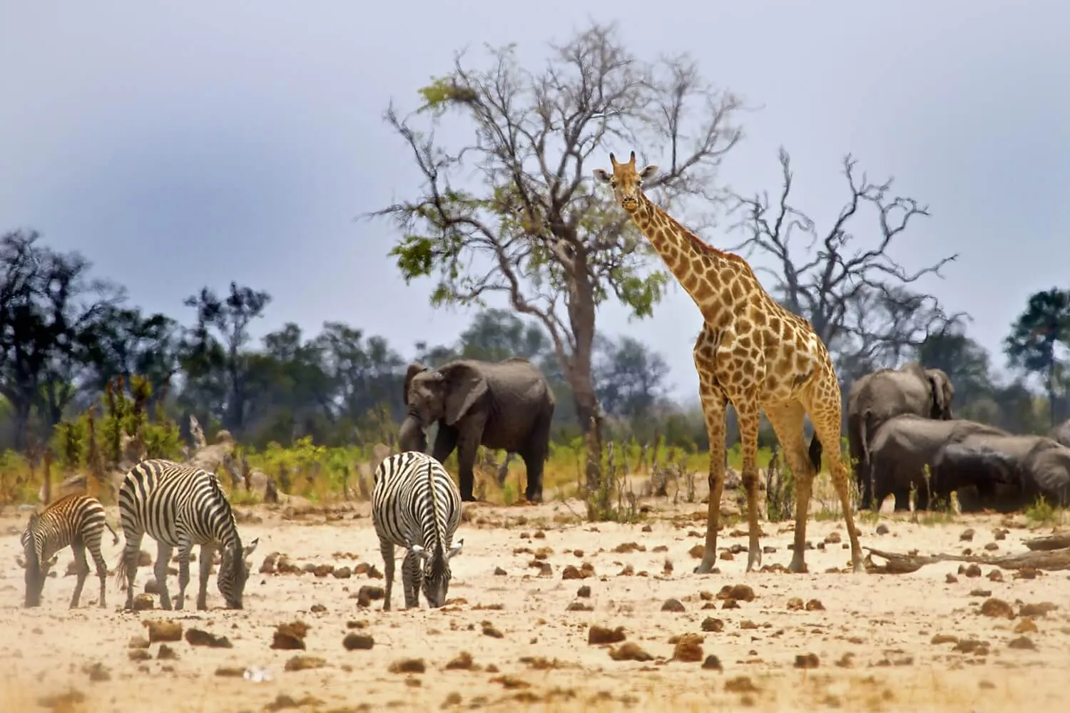 Zimbabwe safari