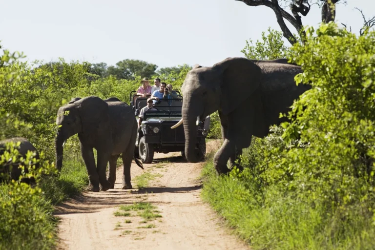 What To Pack for an African Safari