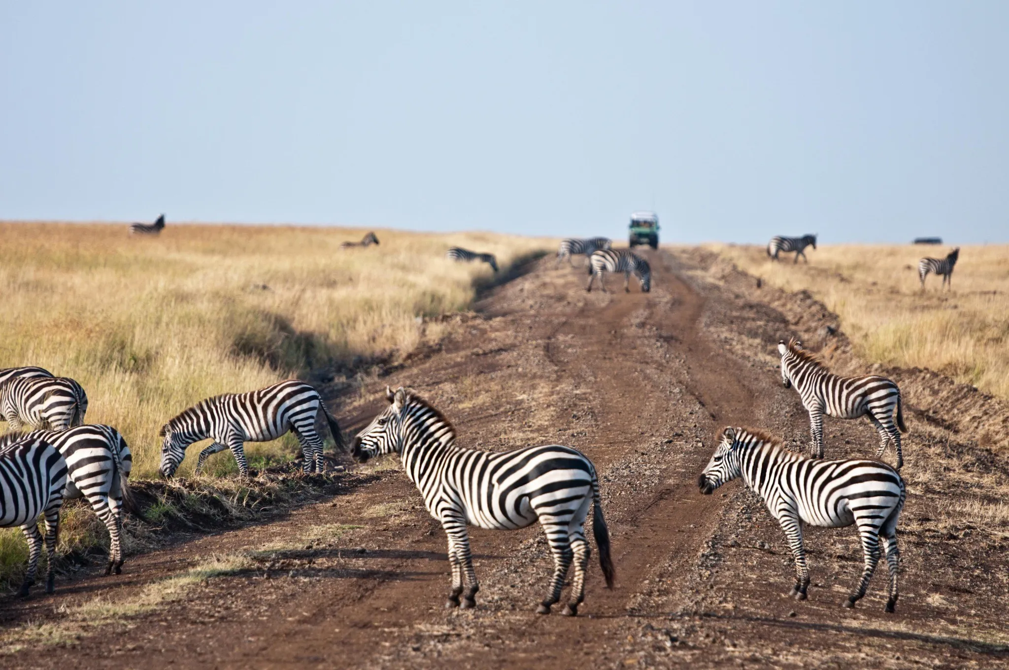 New Kenya Safari