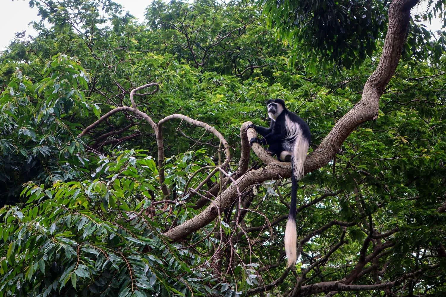 entebbe botanical gardens
