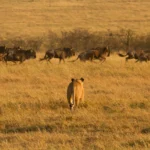 Lions Kill Wildebeest in the Serengeti National Park