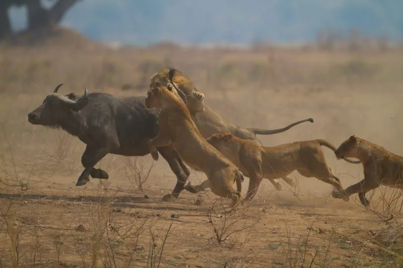 Hwange National Park, Etosha National Park