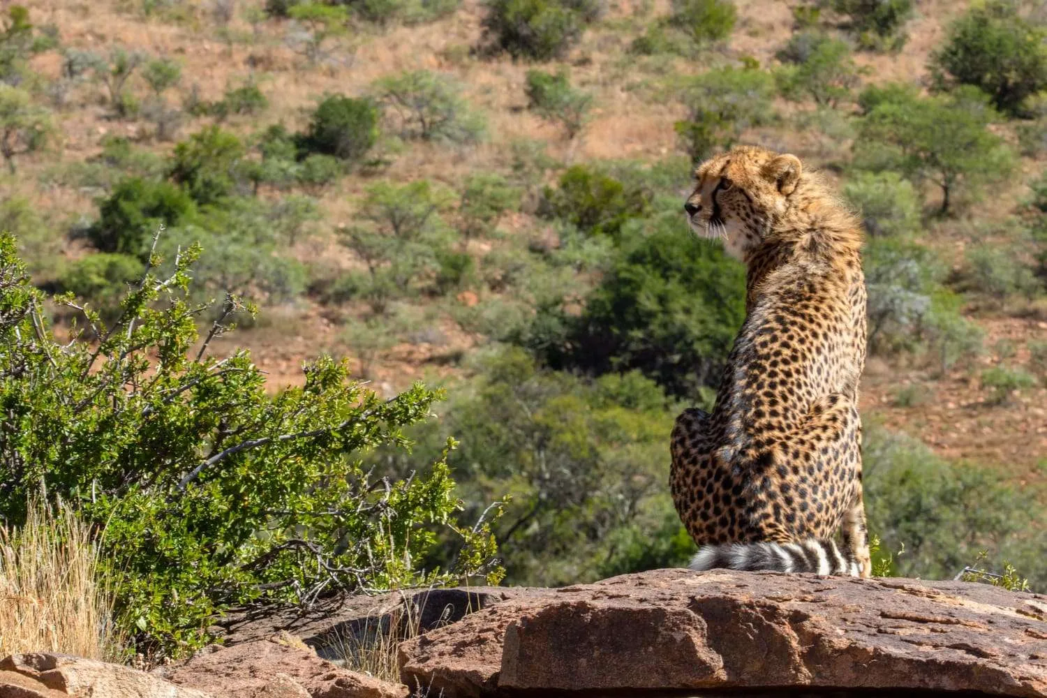 Cheetah overlooking the savannah, Mountain Zebra National Park