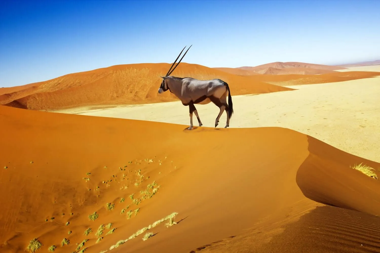 Mozambique wild