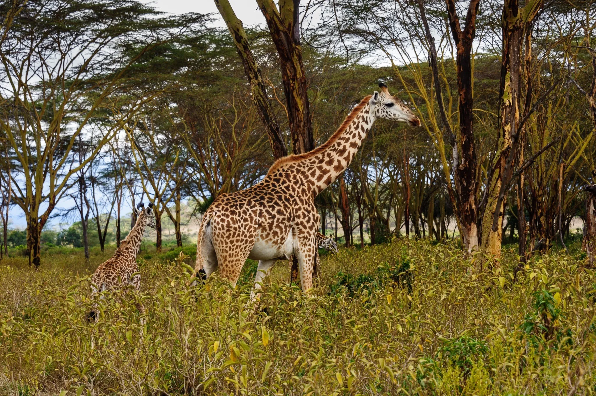 Masai Giraffe n Lake Nakuru National Park