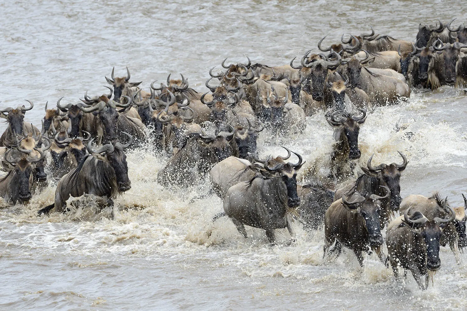 Great Wildebeest Migration