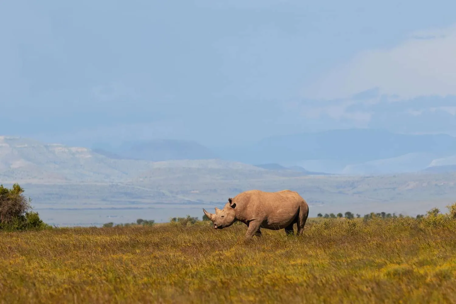 Black rhino at Mountain Zebra National Park
