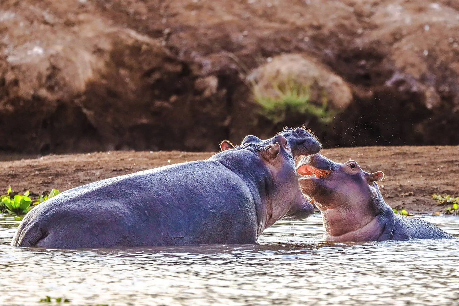Wildlife animal in in Tsavo National Park