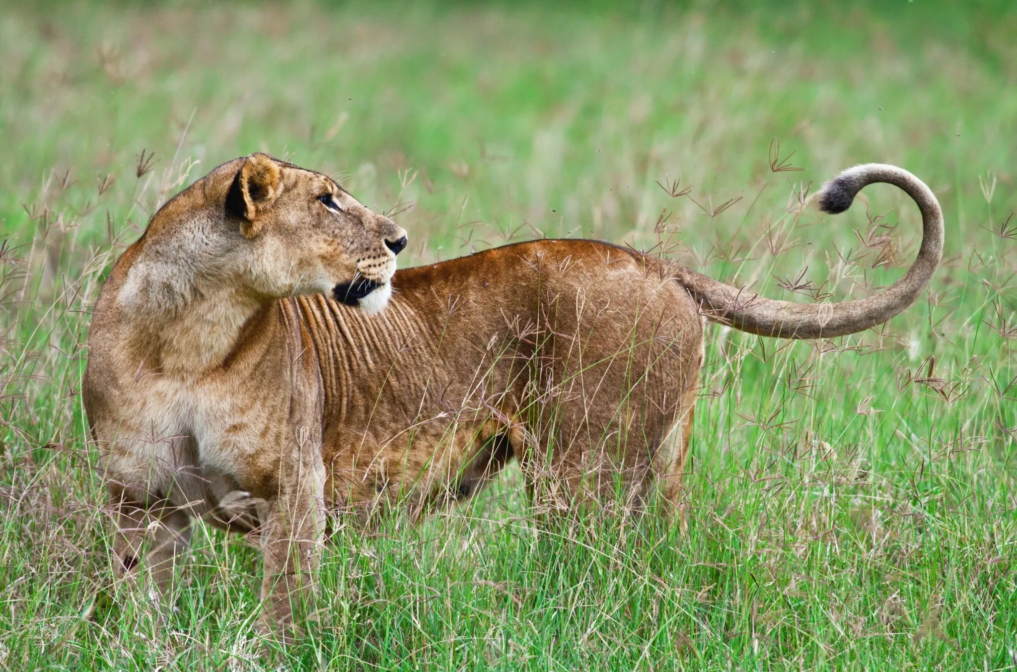  African Lion in the Lake Nakuru National Park, Kenya