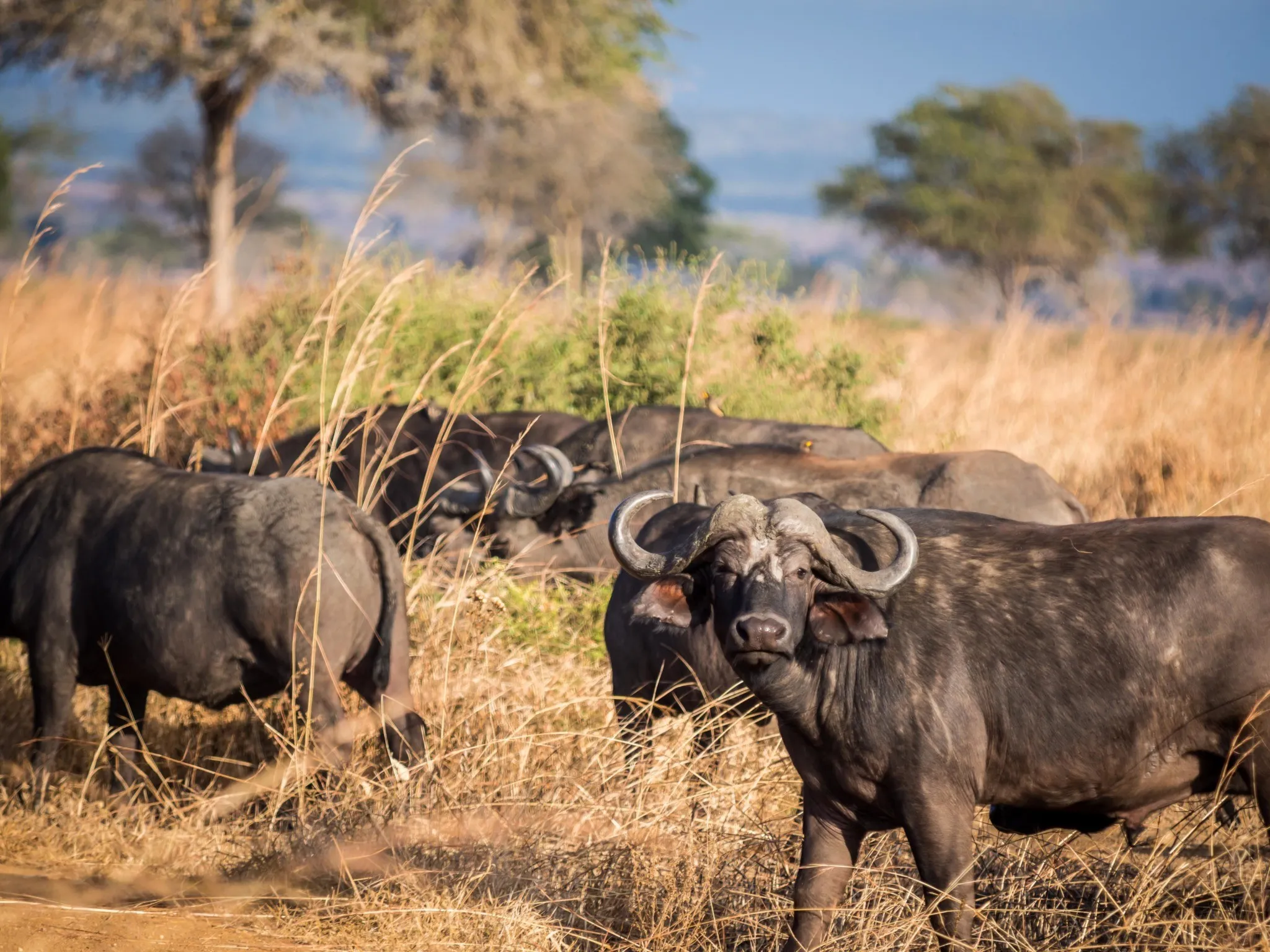 buffalo in tanzania parks