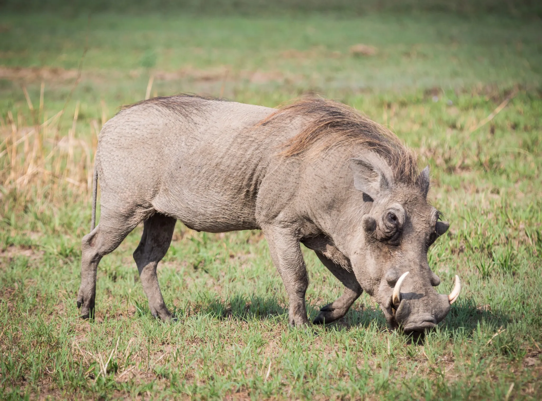 Warthog grazing on open grassland, a familiar and comical character often spotted on a Lion King Safari in Africa.