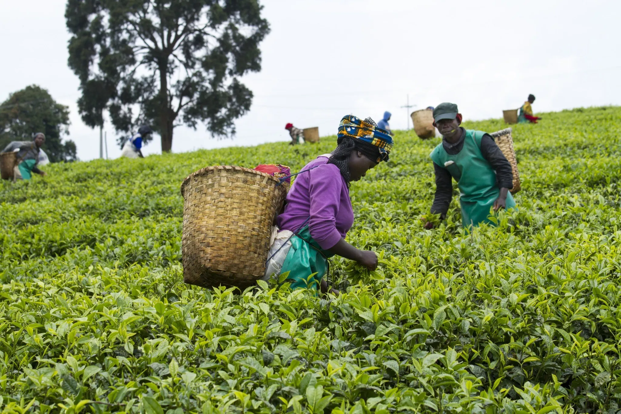 Tea Plantation Nyungwe Rwanda Visit